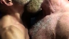 Hairy bears passionate kissing